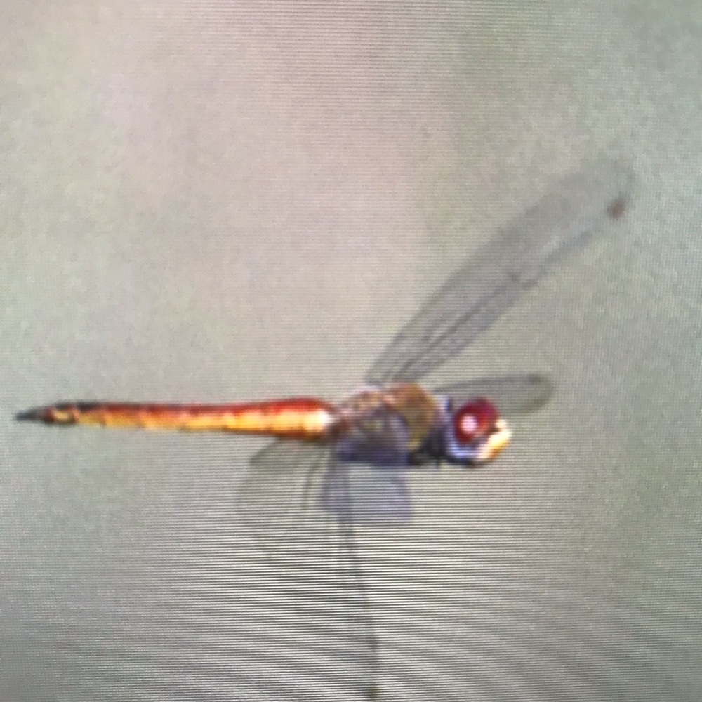 Meet your Posher, Nathaly